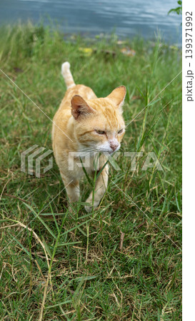 Orange tabby cat sitting on the grass and exploring outdoor environment. Orange tabby cat sitting on the grass and exploring outdoor environment. 139371992
