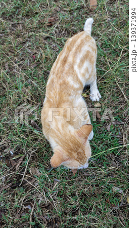 Orange tabby cat sitting on the grass and exploring outdoor environment. 139371994