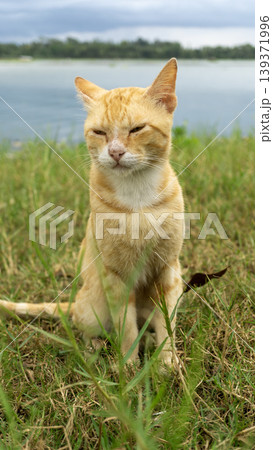 Orange tabby cat sitting on the grass and exploring outdoor environment. Orange tabby cat sitting on the grass and exploring outdoor environment. 139371996