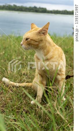 Orange tabby cat sitting on the grass and exploring outdoor environment. 139371997