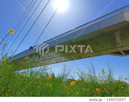 菜の花と青空に囲まれた大橋 139372037
