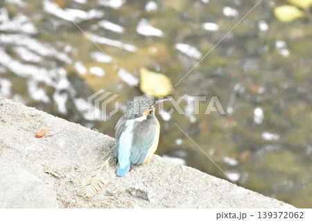カワセミ カワセミ 139372062