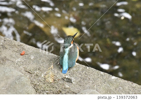 カワセミ カワセミ 139372063