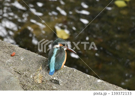 カワセミ カワセミ 139372133