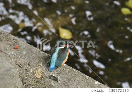 カワセミ カワセミ 139372139