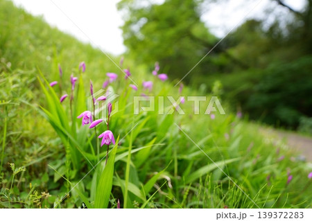 紫蘭の花 紫蘭の花 139372283