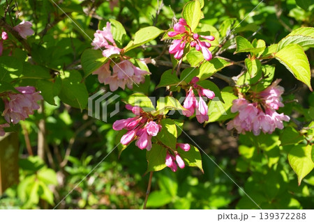谷ウツギの花 139372288