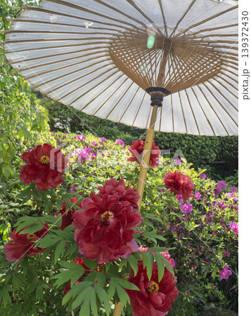 和傘に守られ凛と咲く、深紅のボタンの花 139372430