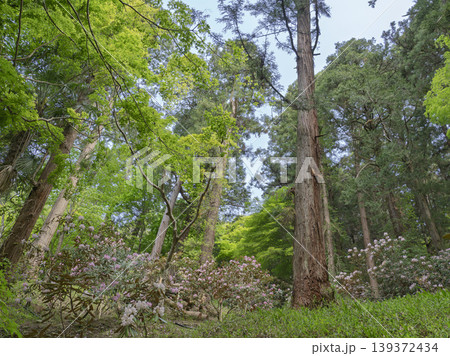 巨木に抱かれ、静かに咲く石楠花の森 139372434