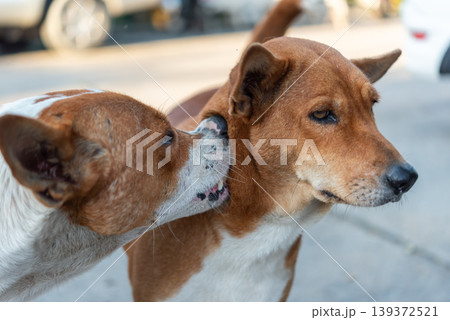 Closeup of two dogs interacting with one licking the other showing affection bonding behavior outdoor natural light pet friendship moment Closeup of two dogs interacting with one licking the other showing affection bonding behavior outdoor natural light pet friendship moment 139372521