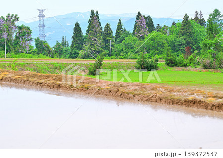 当間高原の麓の棚田　新緑の田舎風景　新潟県十日町市　　　 139372537