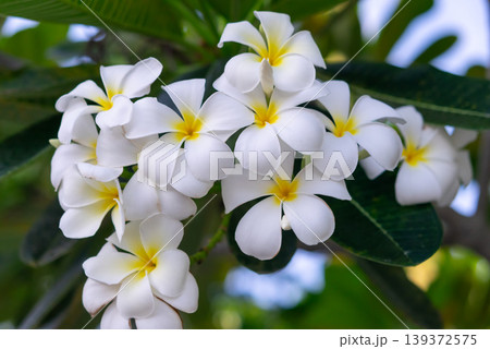 Cluster of white plumeria flowers with bright yellow center on green leaves soft background tropical garden plant fresh natural beauty calm outdoor atmosphere Cluster of white plumeria flowers with bright yellow center on green leaves soft background tropical garden plant fresh natural beauty calm outdoor atmosphere 139372575