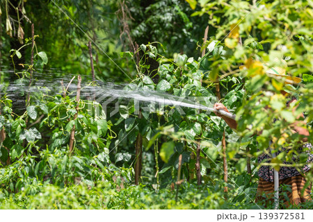 Farmer watering green vegetable plants with hose in sunny garden fresh crops growing on trellis natural agriculture activity promoting healthy growth and irrigation in rural farm Farmer watering green vegetable plants with hose in sunny garden fresh crops growing on trellis natural agriculture activity promoting healthy growth and irrigation in rural farm 139372581
