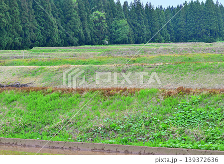 当間高原の麓の棚田　新緑の田舎風景　新潟県十日町市　　　 139372636