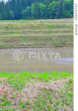 当間高原の麓の棚田 新緑 田植え時 新潟県十日町市 当間高原の麓の棚田 新緑 田植え時 新潟県十日町市 139372723