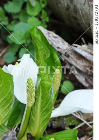北海道 5月の水芭蕉 北海道 5月の水芭蕉 139372793