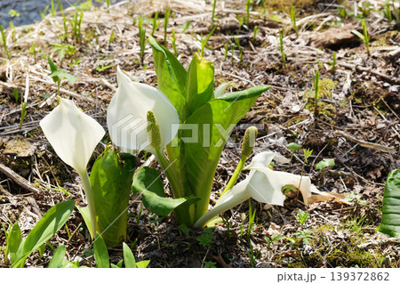 北海道 5月の水芭蕉 北海道 5月の水芭蕉 139372862
