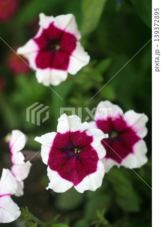 ペチュニア 白に赤紫色の花. ペチュニア 白に赤紫色の花. 139372895