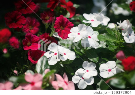 夏の花壇 日々草とペチュニアの花 夏の花壇 日々草とペチュニアの花 139372904
