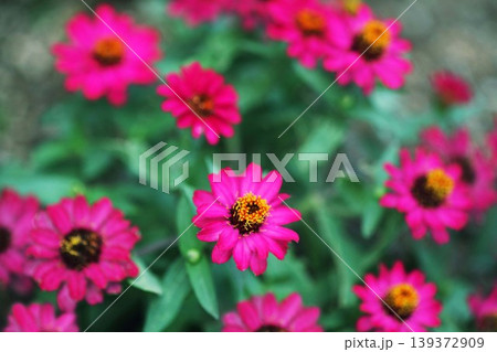 百日草 紅紫色の花 百日草 紅紫色の花 139372909