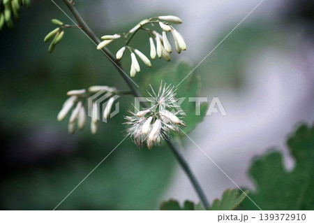 野草 タケニグサの花咲く 野草 タケニグサの花咲く 139372910