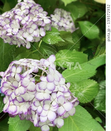 【初夏の彩り】雨上がりに瑞々しく咲く、白地に紫の縁取りが美しい紫陽花(アジサイ) 【初夏の彩り】雨上がりに瑞々しく咲く、白地に紫の縁取りが美しい紫陽花(アジサイ) 139372932