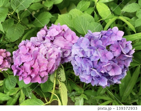 【初夏の彩り】鮮やかなピンクと紫のコントラストが美しい紫陽花(アジサイ)の群生 【初夏の彩り】鮮やかなピンクと紫のコントラストが美しい紫陽花(アジサイ)の群生 139372933