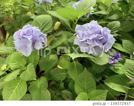 爽やかな薄紫色の紫陽花(アジサイ・初夏の庭・緑と花の背景素材) 爽やかな薄紫色の紫陽花(アジサイ・初夏の庭・緑と花の背景素材) 139372937
