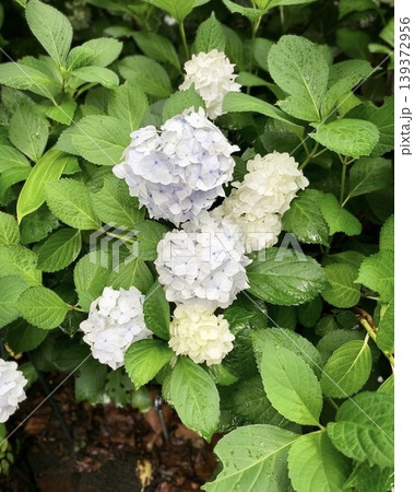 雨上がりに咲く白と青の瑞々しい紫陽花 雨上がりに咲く白と青の瑞々しい紫陽花 139372956
