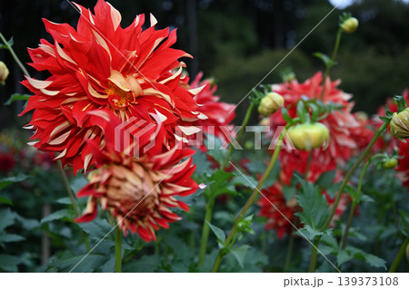 情熱的に波打つ紅蓮の花弁 両神山山麓で圧倒的な存在感を放つ大輪ダリア 139373108