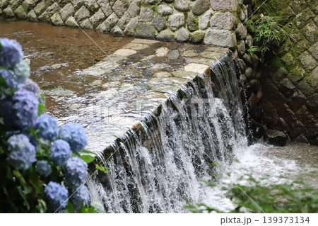 洒水の滝(神奈川県足柄上郡山北町)・あじさいと滝沢川 洒水の滝(神奈川県足柄上郡山北町)・あじさいと滝沢川 139373134