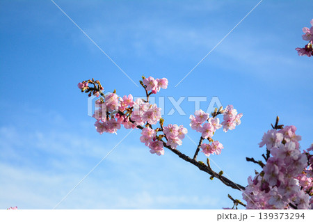 青空に映える桜の枝と春の訪れ 青空に映える桜の枝と春の訪れ 139373294