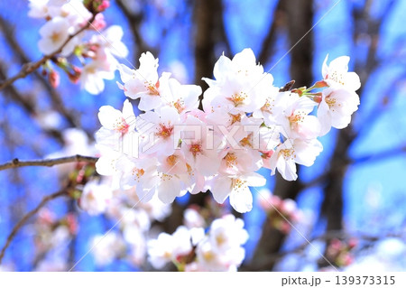 春の花　ソメイヨシノ 139373315