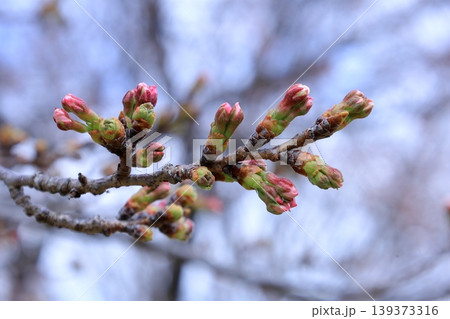 桜のツボミ 139373316