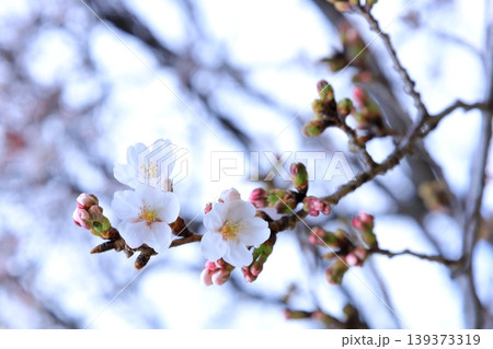 春の花 ソメイヨシノ 春の花 ソメイヨシノ 139373319