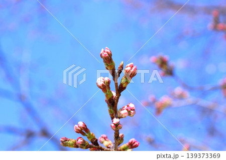 桜の蕾 桜の蕾 139373369