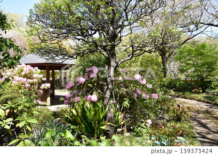 町田薬師池公園四季彩の杜ぼたん園（町田ぼたん園）散策路と東屋と満開シャクナゲ 139373424
