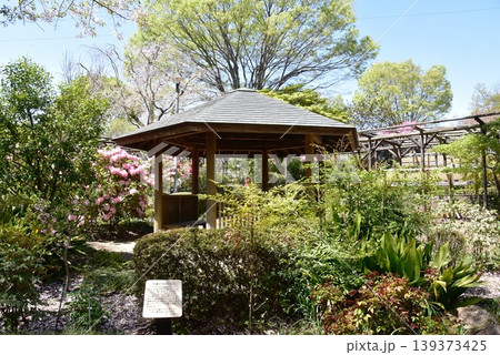 町田薬師池公園四季彩の杜ぼたん園(町田ぼたん園)散策路と東屋と満開シャクナゲ 町田薬師池公園四季彩の杜ぼたん園(町田ぼたん園)散策路と東屋と満開シャクナゲ 139373425