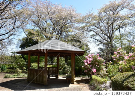 町田薬師池公園四季彩の杜ぼたん園（町田ぼたん園）散策路と東屋と満開シャクナゲ 139373427