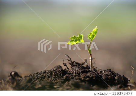 Young Seedling Growing From Soil Symbolizing Growth, New Life, Hope And Sustainable Agriculture Young Seedling Growing From Soil Symbolizing Growth, New Life, Hope And Sustainable Agriculture 139373477