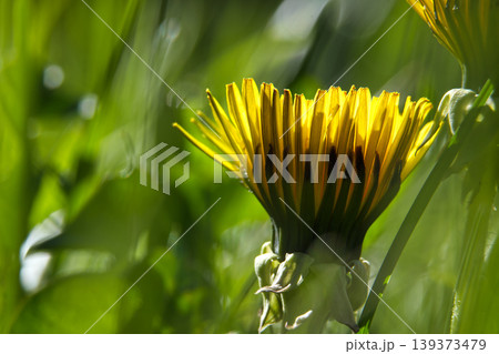 Close-Up Yellow Dandelion Flower Bathed in Sunlight With Green Blurred Meadow Background Close-Up Yellow Dandelion Flower Bathed in Sunlight With Green Blurred Meadow Background 139373479