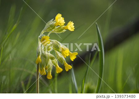 Delicate yellow cowslip flowers bloom vibrantly in a sunlit green meadow during spring Delicate yellow cowslip flowers bloom vibrantly in a sunlit green meadow during spring 139373480