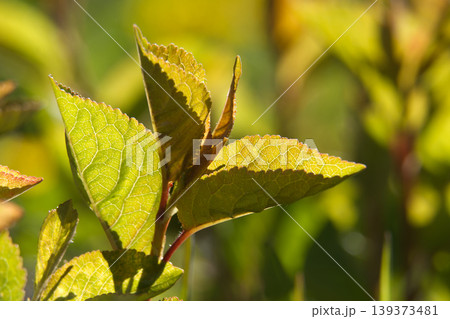 Backlit Green Leaves Macro Photograph Showing Veins, Texture and Fresh Spring Growth in Nature Backlit Green Leaves Macro Photograph Showing Veins, Texture and Fresh Spring Growth in Nature 139373481