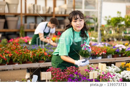 Skilled focused young Asian female florist caring about potted Armeria Caespitosa flowers in greenhouse 139373715