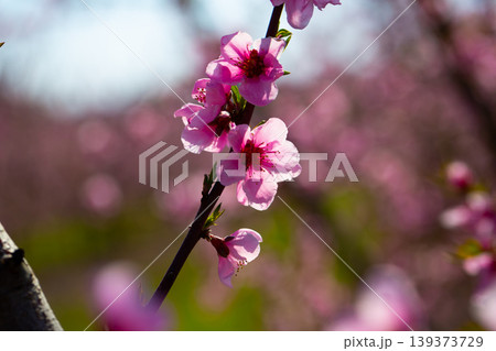 Flowers on peach tree Flowers on peach tree 139373729