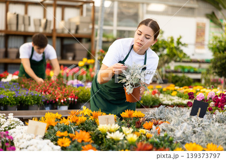Young gardening shop salesgirl arranging pots with cineraria maritima Young gardening shop salesgirl arranging pots with cineraria maritima 139373797