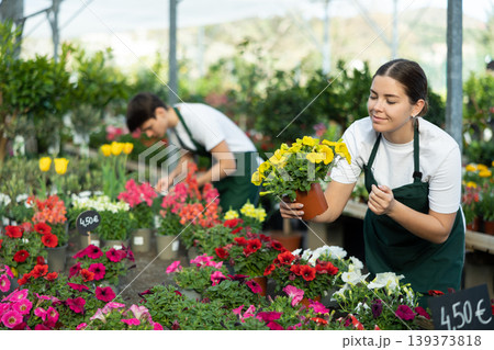 Girl vendor in flower shop inspects price tags on pots with petunia and re-evaluates goods Girl vendor in flower shop inspects price tags on pots with petunia and re-evaluates goods 139373818