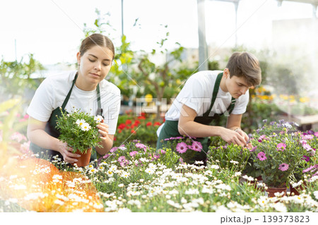 Female florist checking flowering marguerites daisy in greenhouse Female florist checking flowering marguerites daisy in greenhouse 139373823