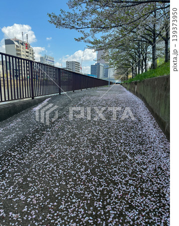 桜の花びらが舞い落ちる春の静かな遊歩道 2026.04.11 大阪市, 日本 桜の花びらが舞い落ちる春の静かな遊歩道 2026.04.11 大阪市, 日本 139373950