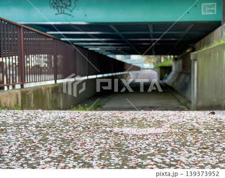 桜の花びらが舞い落ちる春の静かな遊歩道 2026.04.11 大阪市, 日本 桜の花びらが舞い落ちる春の静かな遊歩道 2026.04.11 大阪市, 日本 139373952
